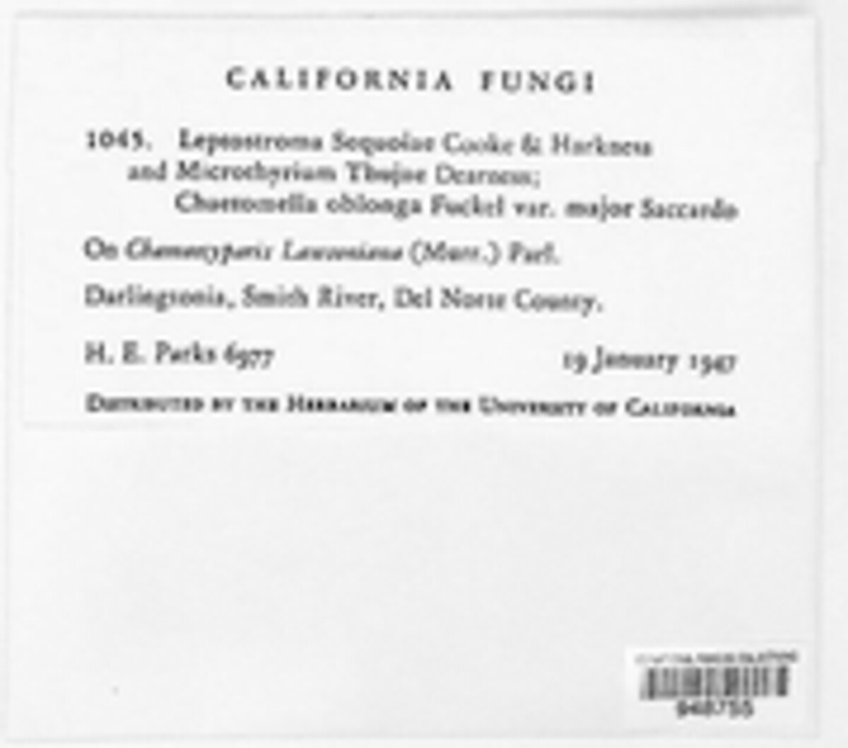 Seynesiella sequoiae image